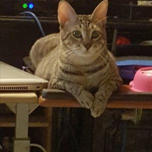 Meet your Posher, Neil